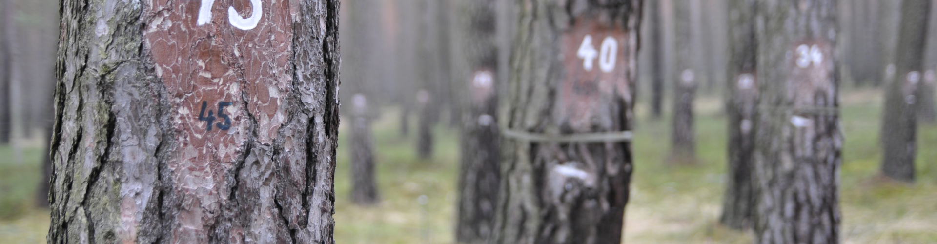 International tree mortality network
