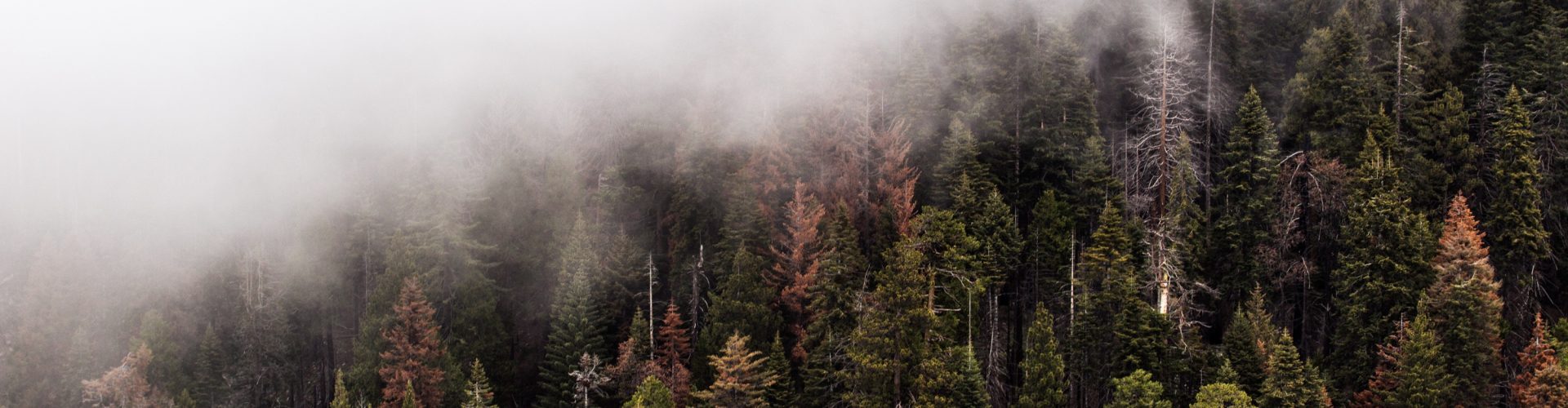 International tree mortality network